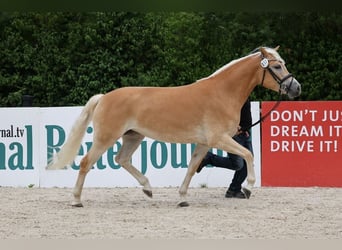 Haflinger, Mare, 3 years, 15 hh, Chestnut-Red
