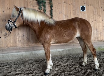 Haflinger, Mare, 3 years, 15 hh, Chestnut-Red