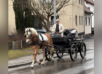 Haflinger, Mare, 3 years, 15 hh, Chestnut-Red