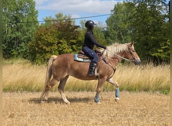 Haflinger, Mare, 3 years, 15 hh, Chestnut-Red