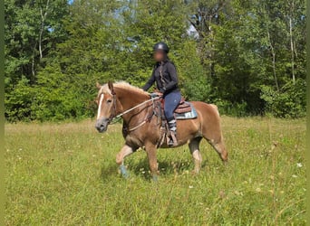 Haflinger, Mare, 3 years, 15 hh, Chestnut-Red