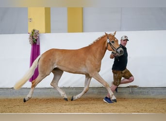 Haflinger, Mare, 3 years, 15 hh