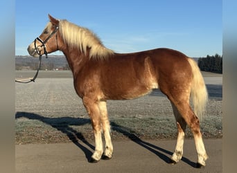 Haflinger, Mare, 3 years, 15 hh