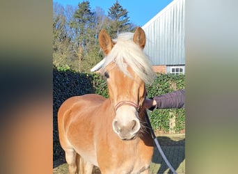 Haflinger, Mare, 3 years, Chestnut-Red