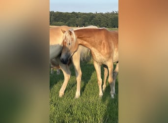 Haflinger, Mare, 3 years, Chestnut-Red