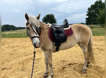 Haflinger, Mare, 3 years