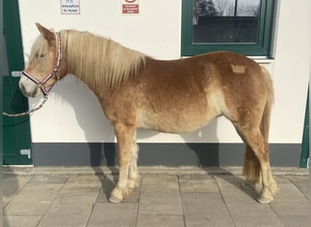 Haflinger, Mare, 4 years, 13.2 hh, Chestnut-Red