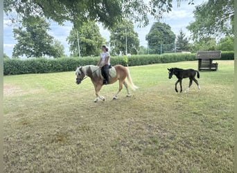 Haflinger, Mare, 4 years, 13.2 hh