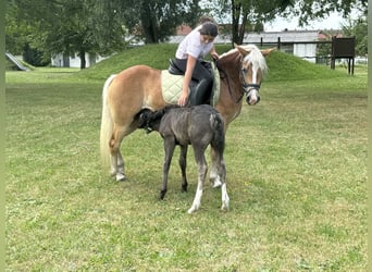 Haflinger, Mare, 4 years, 13.2 hh