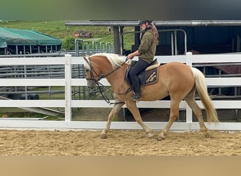 Haflinger, Mare, 4 years, 14.1 hh, Bay