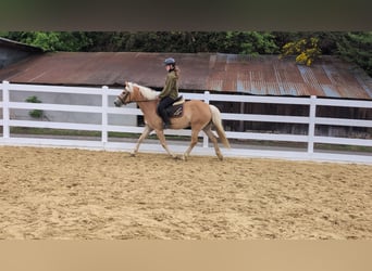 Haflinger, Mare, 4 years, 14.1 hh, Bay