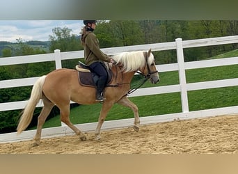 Haflinger, Mare, 4 years, 14.1 hh, Bay