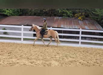 Haflinger, Mare, 4 years, 14.1 hh, Bay