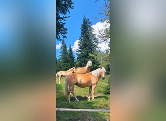 Haflinger, Stute, 4 Jahre, 14,1 hh