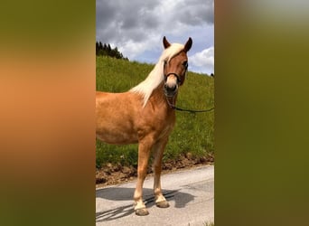 Haflinger, Stute, 4 Jahre, 14,1 hh