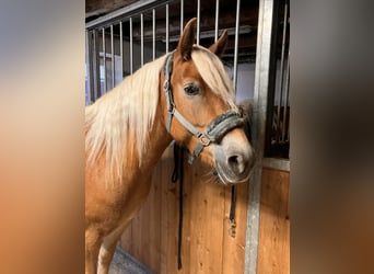 Haflinger, Stute, 4 Jahre, 14,1 hh