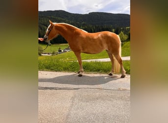 Haflinger, Stute, 4 Jahre, 14,1 hh