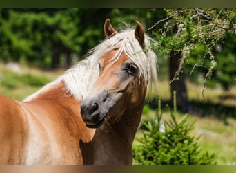 Haflinger, Stute, 4 Jahre, 14,1 hh