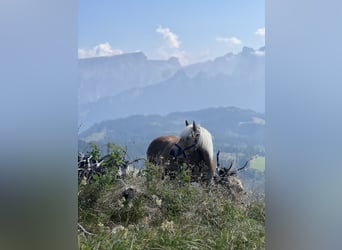 Haflinger, Mare, 4 years, 14.1 hh, Chestnut