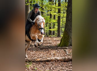 Haflinger, Mare, 4 years, 14.1 hh, Chestnut-Red