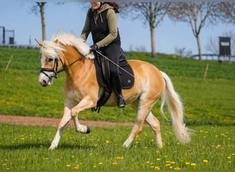 Haflinger, Mare, 4 years, 14.1 hh, Chestnut-Red