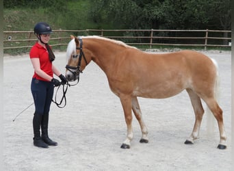 Haflinger, Mare, 4 years, 14.1 hh, Chestnut-Red