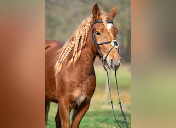 Haflinger Mix, Mare, 4 years, 14.1 hh, Chestnut-Red