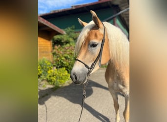 Haflinger, Mare, 4 years, 14.1 hh, Chestnut-Red