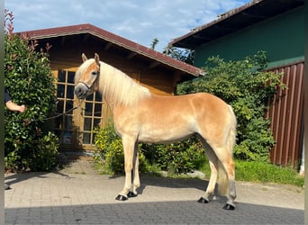 Haflinger, Mare, 4 years, 14.1 hh, Chestnut-Red