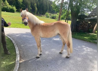 Haflinger, Mare, 4 years, 14.1 hh, Chestnut-Red Haflinger, Mare, 4 years, 14.1 hh, Chestnut-Red