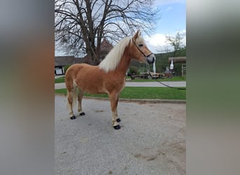 Haflinger, Mare, 4 years, 14.1 hh, Chestnut-Red