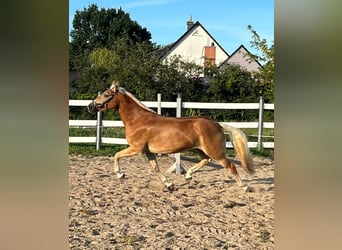 Haflinger, Mare, 4 years, 14.1 hh