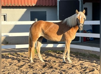 Haflinger, Mare, 4 years, 14.1 hh