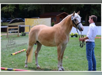 Haflinger, Mare, 4 years, 14.2 hh