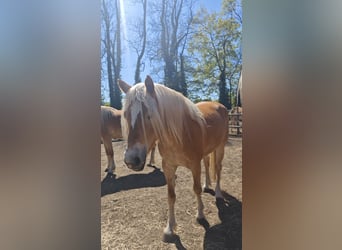 Haflinger, Mare, 4 years, 14.2 hh, Chestnut-Red