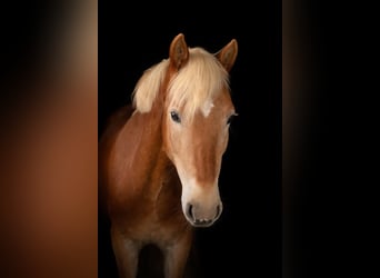 Haflinger, Mare, 4 years, 14.2 hh, Chestnut-Red