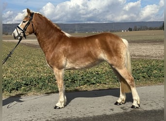 Haflinger, Mare, 4 years, 14,2 hh, Chestnut-Red