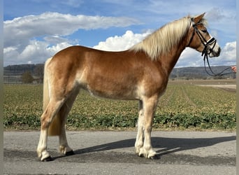 Haflinger, Mare, 4 years, 14,2 hh, Chestnut-Red