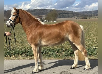 Haflinger, Mare, 4 years, 14,2 hh, Chestnut-Red