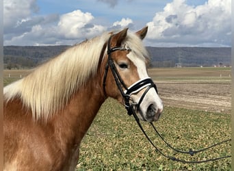 Haflinger, Mare, 4 years, 14,2 hh, Chestnut-Red