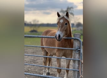 Haflinger, Mare, 4 years, 14.2 hh, Chestnut-Red