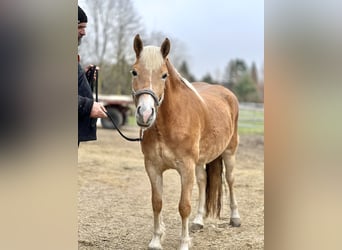 Haflinger, Mare, 4 years, 14.2 hh, Chestnut-Red