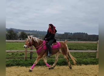 Haflinger, Mare, 4 years, 14.2 hh, Chestnut-Red