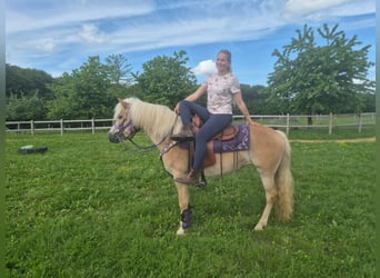 Haflinger, Mare, 4 years, 14.2 hh, Chestnut-Red