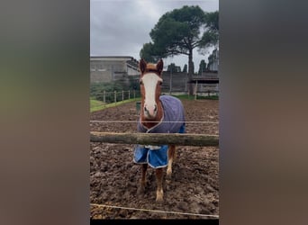 Haflinger Mix, Mare, 4 years, 14.2 hh