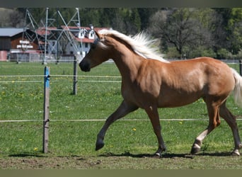 Haflinger, Mare, 4 years, 14.2 hh, Palomino