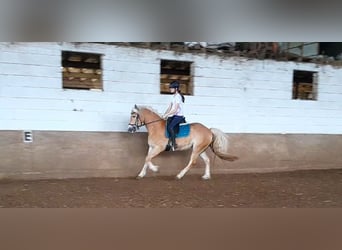 Haflinger, Mare, 4 years, 14.3 hh, Chestnut-Red