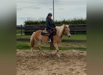 Haflinger, Mare, 4 years, 14.3 hh, Chestnut-Red