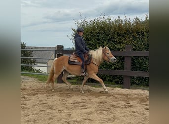 Haflinger, Mare, 4 years, 14.3 hh, Chestnut-Red