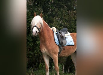 Haflinger, Mare, 4 years, 14.3 hh, Chestnut-Red